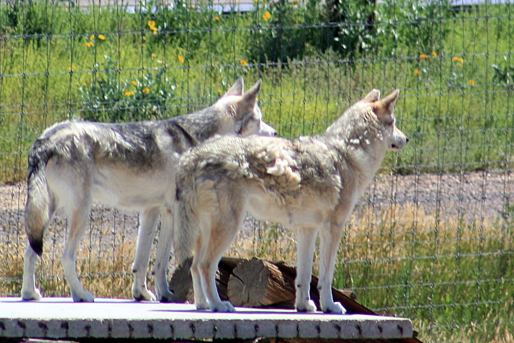 IMG_2477 | Wolves standing guard | porcelaindoll13 | Flickr