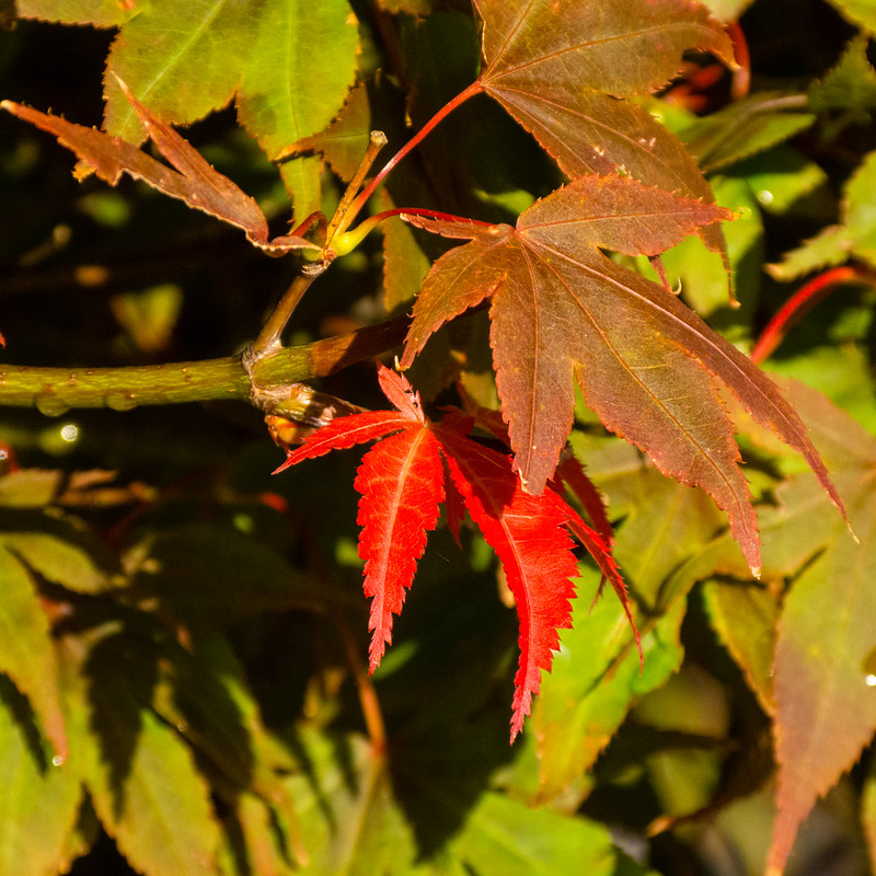 Acer turning