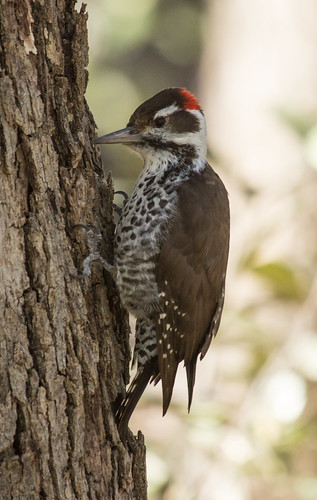 Arizona Woodpecker