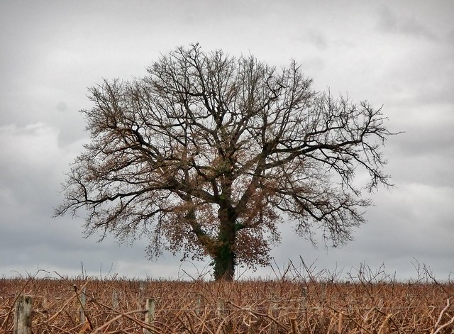 Old Oak Tree in Cognac Vineyard, La Brande, Charente-Maritime, SW France @ 27 December 2013 (3/3)