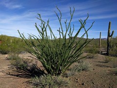 Ocotillo leafing out