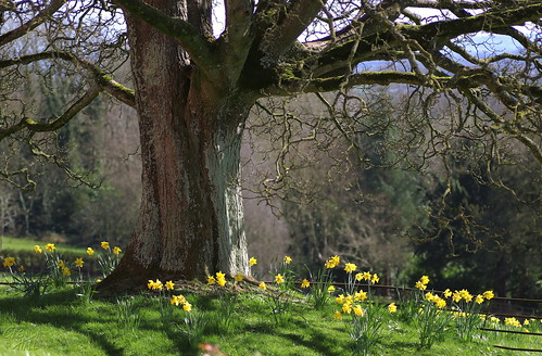 benburbpriory benburb countytyrone tree branches scene landscape daffodils spring garden fence trees treetrunk canon80d canon march 2017 glendahall tamronmacrolens 90mm tamron90mm scenery nature