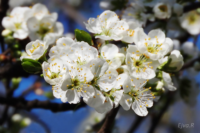 Plum Tree Spring Flowers Szilvafa Virágok Tavasz