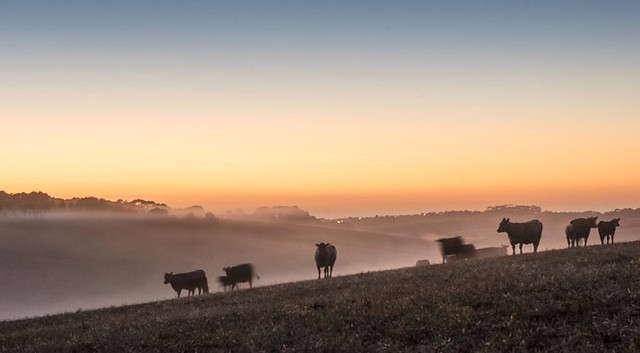 Dawn on the farm A