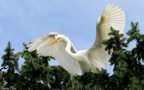 york pennsylvania egret bestviewintown canoneosrebelt2i shannonroseoshea photocontesttnc13 kiwanisparkandrookery