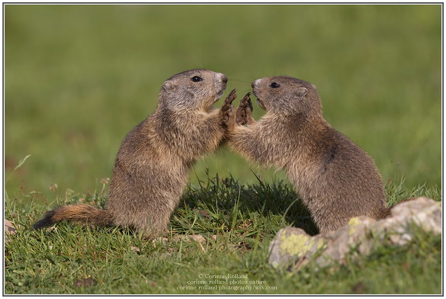 Marmotte des Alpes ( Marmotta marmotta ) #308