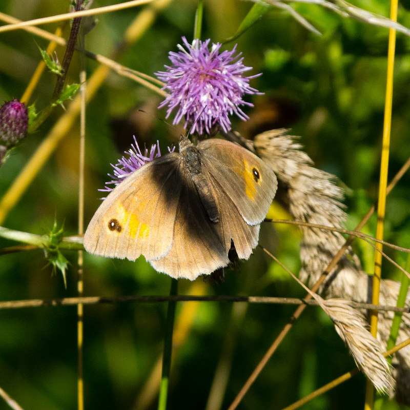 Gatekeeper butterfly on thistle