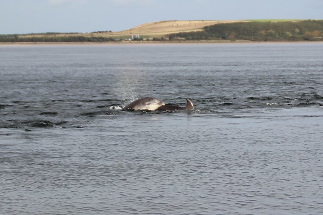 Bottlenose Dolphins at Chanonry Point (and a Seal)