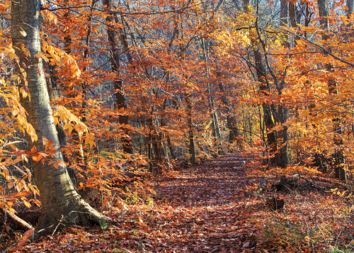 autumn nature landscape newjersey foliage chester morriscounty