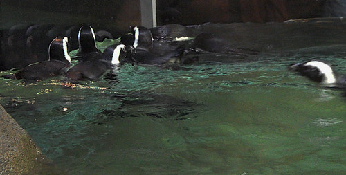 645 | Taking a swim with the new penguins | Greensboro Science Center | Flickr