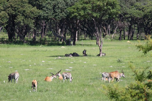 zebra eland harare zèbre mukuvisi mukuvisiwoodlands