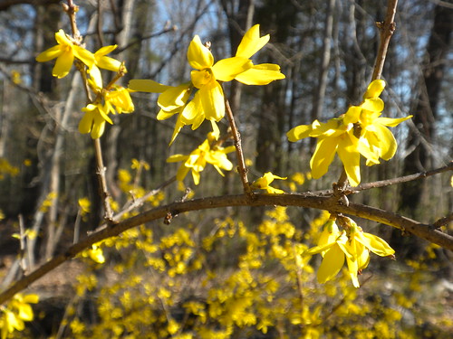 carolina sc southcarolina spring vernal view scene antique oleaceae yellow corolla calyx petals 4 2stamens olive family amarillo gold shrub blooming flores pomaria bush usc