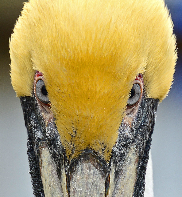 pelican stare down 2897