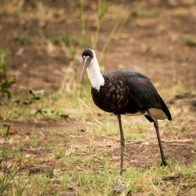 Stork Wooly-necked