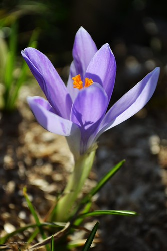 Crocus | by Zsofia Nagy
