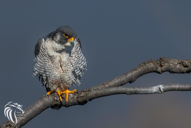 Peregrine Falcons of the Hudson | 2107 - 3