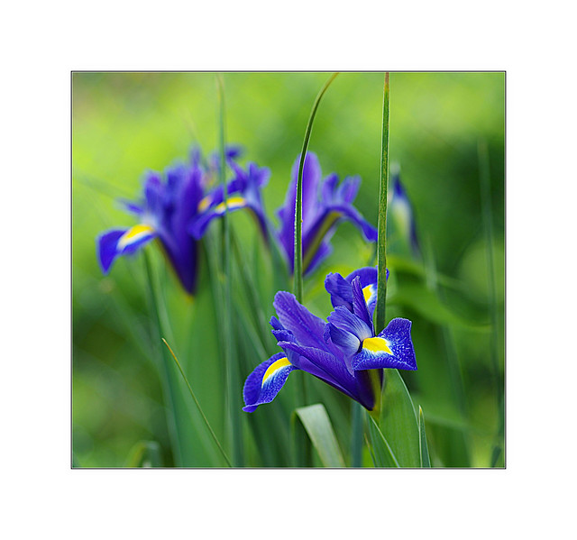 Les fragiles et délicats iris sauvages de mon jardin