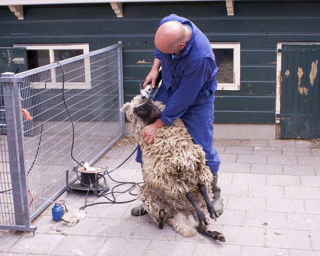 Sheep shearing (1)