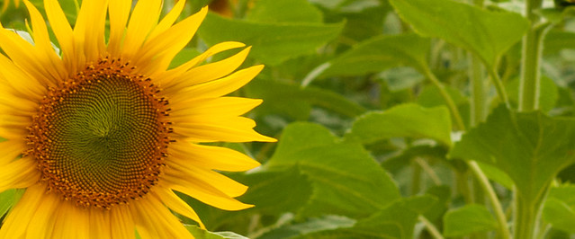 Sunnyflower-1 On Explore 10-08-2013 # 493