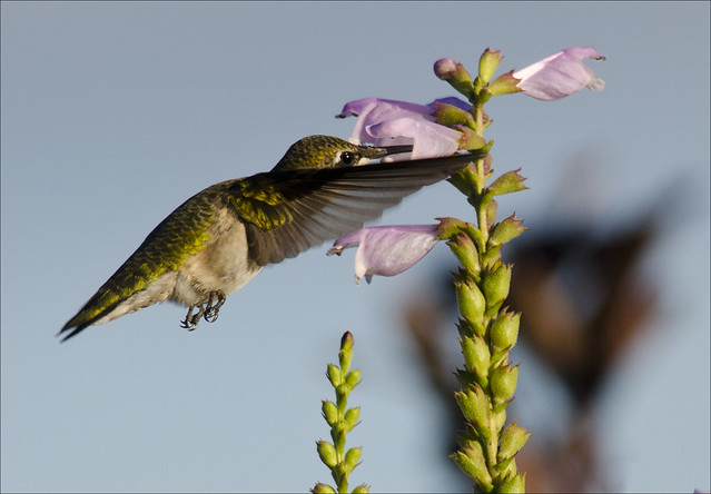 Hummer at obedient plant 2
