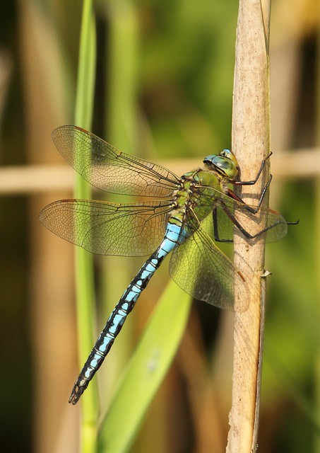 emperor dragonfly