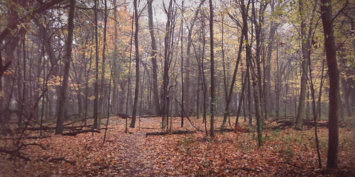 park county autumn trees fall colors field wisconsin landscape foliage eauclaire iphone lowescreek vsco