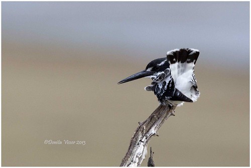 Pied Kingfisher | by Donita Visser