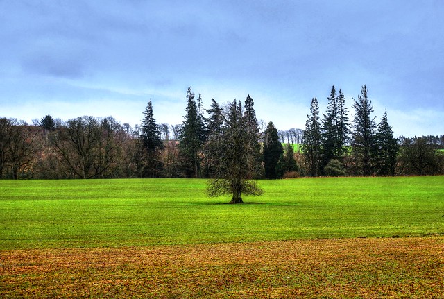 Tree in the Field