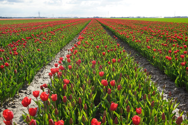 Tulips in Flevoland