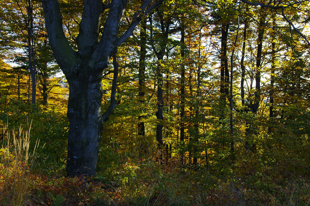 Through autumn woods to Velký Stožek