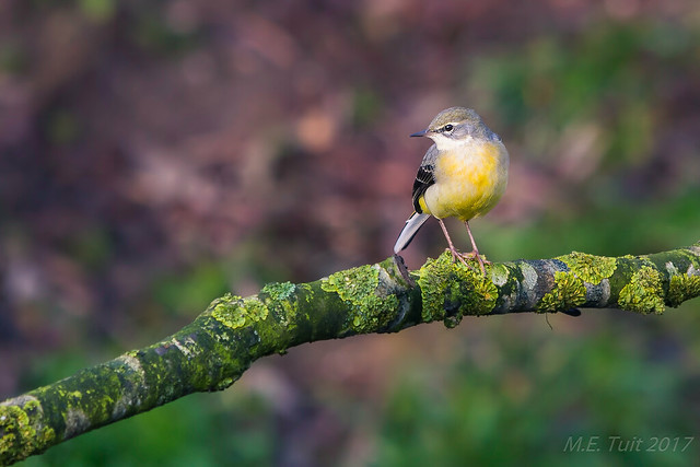 Yellow wagtail @ birding hide