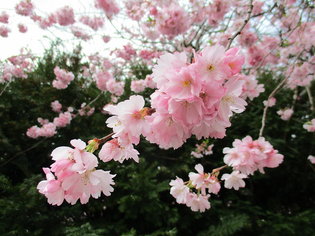 zauberhafte rosa Blüten am Baum beim Kieler Schloss