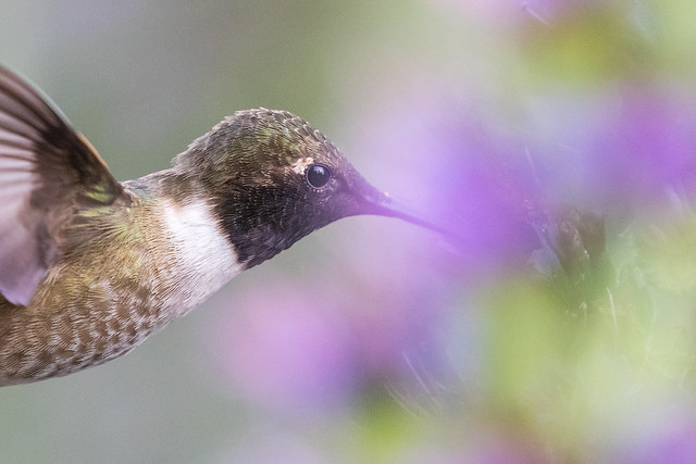 蜂鳥與花霧 (Pride of Madeira mist & Black-chinned Hummingbird )7D741741