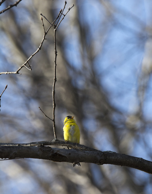 first little birdie with the new lens...