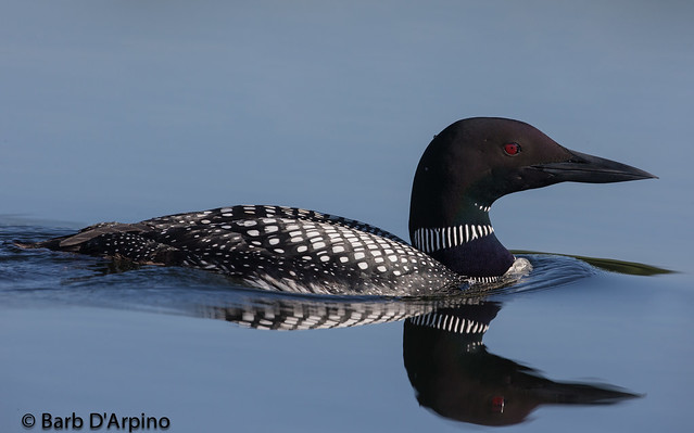 Close encounters of the loon kind ;)
