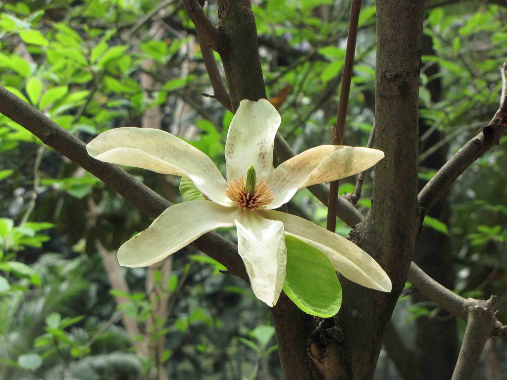 灰木蓮manglietia Glauca 香港動植物公園hong Kong Botanical Garden Flickr