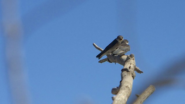 Atascadero Lake Swallows