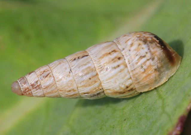 Pointed Snail - Cochlicella acuta (4)