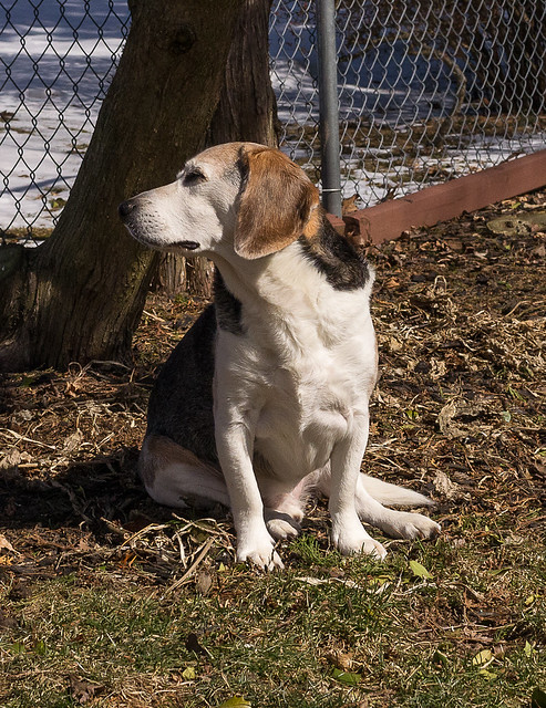 Bashful Beagle