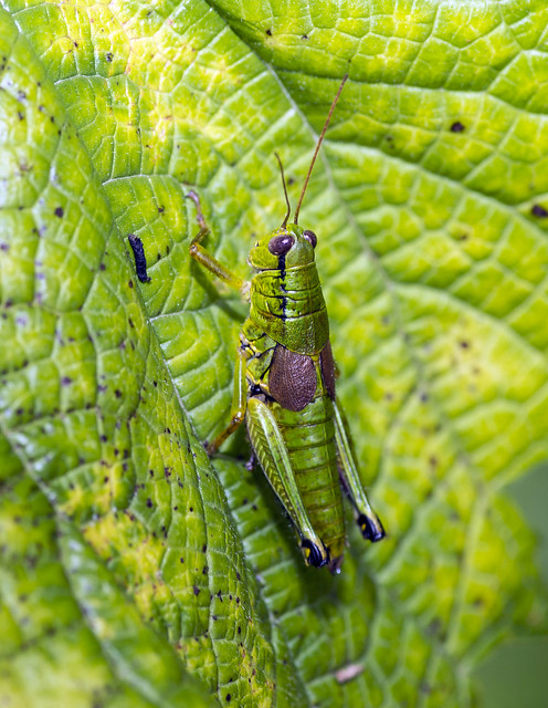 Brachypterous Grasshopper, Parapodisma mikado, ミヤマフキバッタ