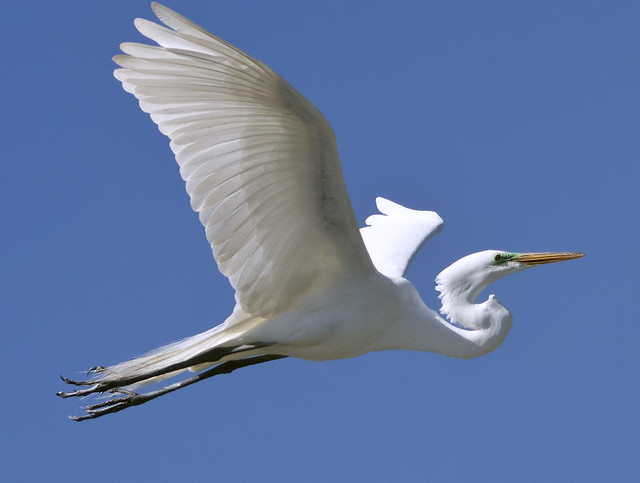 Egret birds - South Norfolk rookery - Virginia