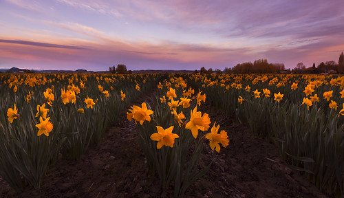 landscape rural flowers fields washingtonstate skagitvalley sunrise daffodils