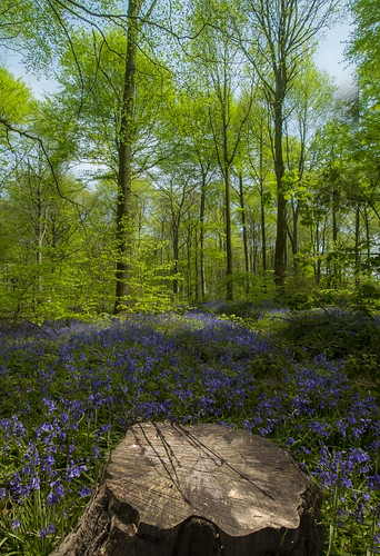 summer tree reflections bluebell sky green outdoor landscape stump colourfulflowers forest