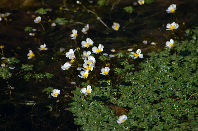 Water crowfoot flowers