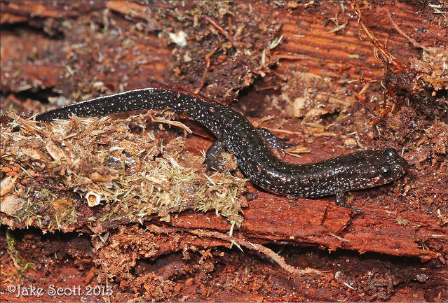 Carolina Swamp Dusky Salamander (Desmognathus valtos)
