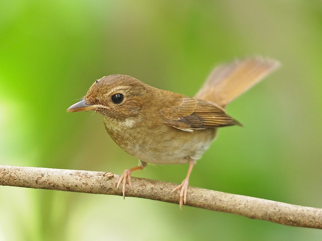 Brown-Chested Jungle-Flycatcher