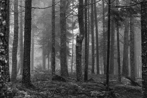 morning trees blackandwhite usa nature fog forest landscape photography us photo moss woods photographer unitedstates image unitedstatesofamerica maine foggy newengland august nopeople fav20 100mm photograph fav30 forestfloor lincolnville f28 pinetrees 250 fineartphotography commercialphotography fav10 editorialphotography 2013 intimatelandscape northeastus houstonphotographer ¹⁄₁₀₀sec northeastunitedstates ef100mmf28lmacroisusm mabrycampbell august92013 201308090h6a4736