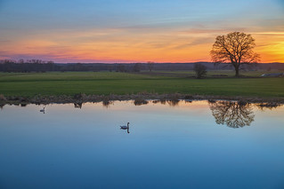Two swans on the pond
