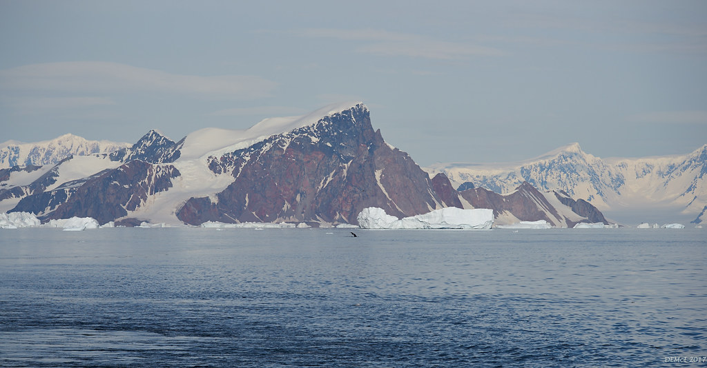 Whale, skuas, rock, icebergs, glaciers