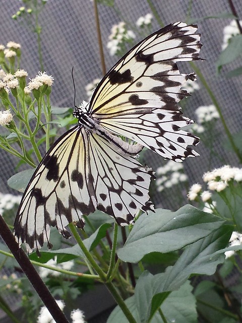 Papillon tigré
